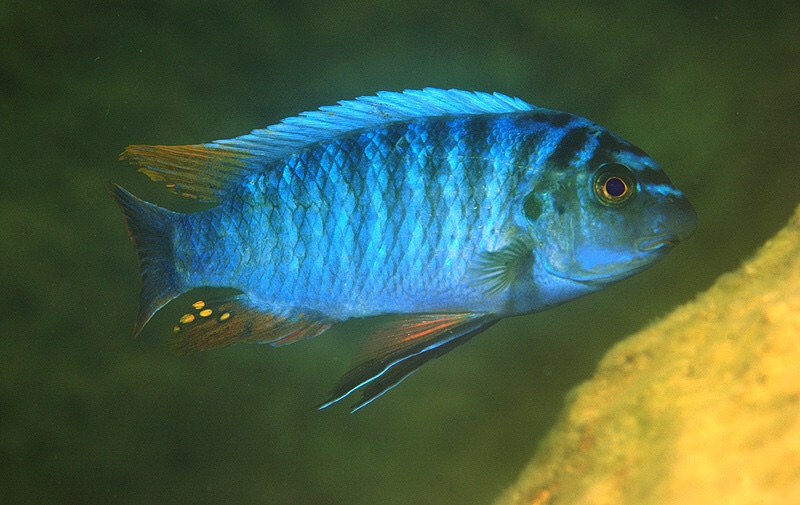 Labeotropheus fuelleborni 'Mumbo Island'